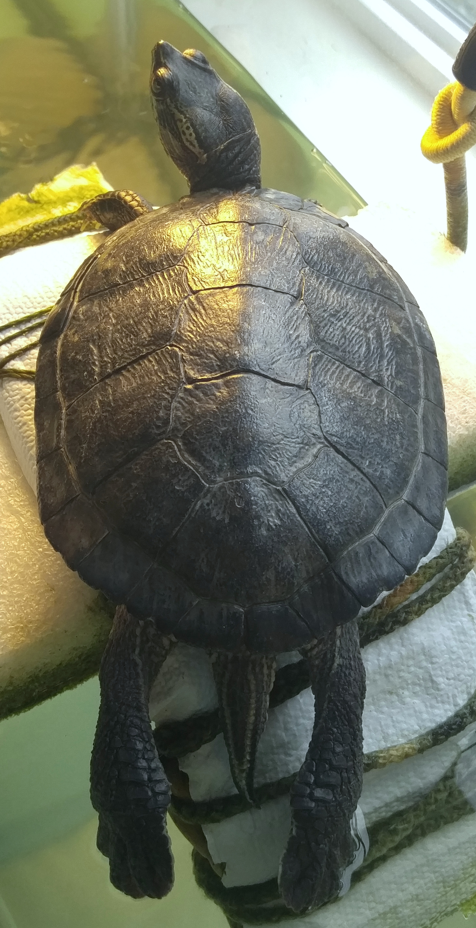 Swimmy basking